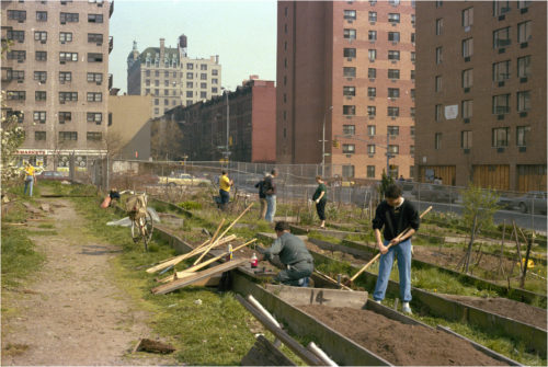 Garden plots at the 89th Street Community Garden in 1985. Photo by Matt Weber. Caption from website: "My dad fought against Ed Koch who suddenly wanted to build townhouses on this abandoned lot, where a few industrious upper west siders had been growing tomatoes. The real estate values had finally begun to climb after many years of stagnation. My dad was able to convince the city to leave one sliver of the garden alone, and now the garden known for its flowers is a place of relaxation for many, with occasional plays and music being performed there." Retrieved from https://weber-street-photography.com