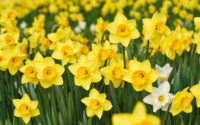 NY4P in Bronx Times: Daffodil Project brightens faces and places throughout NYC