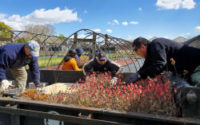 NY4P in NYC Parks: NYC Parks Greenthumb celebrates a fruitful 2022, increasing accessibility, connectivity, and food production in over 550 community gardens