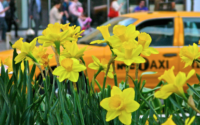 NY4P in BK Reader: Daffodil Project to Distribute Free Flowers in Prospect Park on Oct. 1